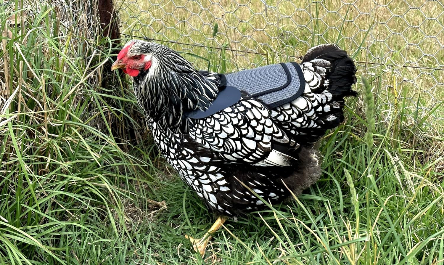 Premium Chicken Saddle, Adjustable Straps to Suit Medium and Large Hens, Poultry Saver, Protector, Apron, Supplies, Products and Equipment, Including Shoulder Cover (Grey Mesh)